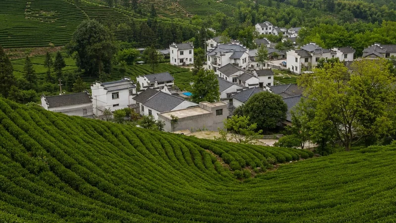 Longjing tea villages in Hangzhou