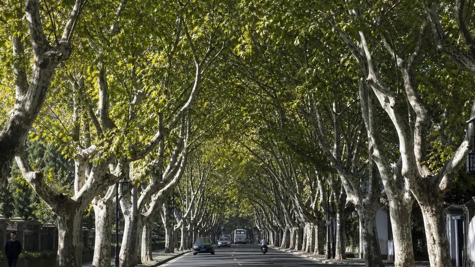 Plane-tree avenues in Nanjing